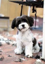 Maltese Poodle Puppies Shih Tzu Puppy
