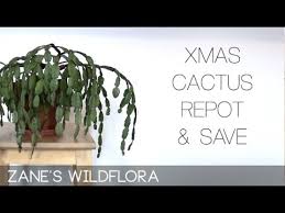 Christmas cactus drop flower buds because of drought stress, fluctuating ideally try to keep the temperature at around 60°f (15°c) from september time for around 6 weeks. How To Save And Repot A Christmas Cactus Youtube