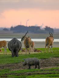 Image result for Habenaria rhopalostigma