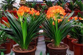 Try this simple potting mix for plants to be grown on in larger containers. Clivia Care How To Grow A Kaffir Lily Smart Garden Guide