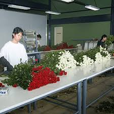 New artificial plants bonsai small tree pot plants fake flowers potted ornaments for home decor. Our Farm Most Advanced Greenhouse Facility In The Philippines Buy Roses