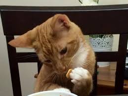 Obat mata manusia yang cocok untuk kucing. Kucing Sakit Ini Diberi Paracetamol Hasilnya Malah Mengejutkan Citizen6 Liputan6 Com