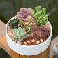 Miniature Garden – Make & Take event image