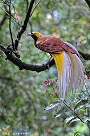Lesser Bird Of Paradise Images Pin On Birds Birds Of Paradise
