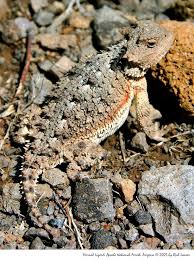 Black And White Lizard Arizona Horned Lizards Can Be Found At Many New Mexico State Parks Horned Lizard Lizard Texas Animals