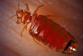 Bed bugs, or cimicidae, are small parasitic insects. What Do Bed Bugs Look Like Can You See Them
