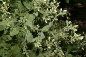 Image result for Pseudoconyza viscosa