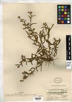 Image result for Sphaeranthus gomphrenoides