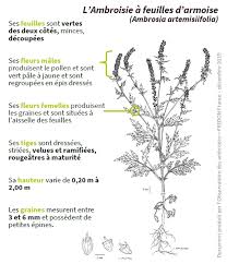 Attention, l'ambroisie à feuilles d'armoise est une plante extrêmement allergisante quand elle est fleurie. La Lutte Contre L Ambroisie A Feuilles D Armoise Et Les Machines Entraid