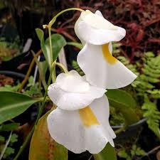 Image result for Utricularia