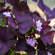 Image result for Oxalis purpurascens