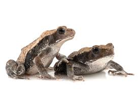 Image result for Hedbergia