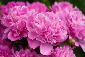 Maybe you would like to learn more about one of these? Peony Colors Diy