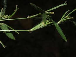 Image result for Hackelochloa granularis