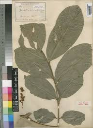 Image result for Deinbollia sp. A