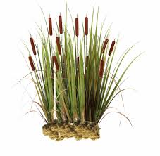 Image result for Typha