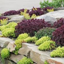 Pin On Landscaping