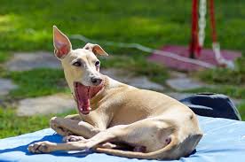 And a dog chewing on a dog bone is less inclined to excessively scratch or lick his paws. How To Put Weight On A Skinny Dog Little Dog Tips