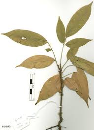 Image result for Connarus