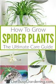 How To Grow Spider Plants The Ultimate Care Guide Spider Plant Care Plants Plant Care Houseplant