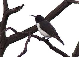 Check spelling or type a new query. Black Honeyeater The Australian Museum