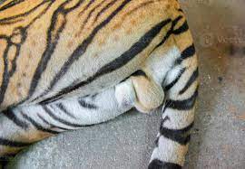 testículos de tigre de bengala 10712633 Foto de stock en Vecteezy