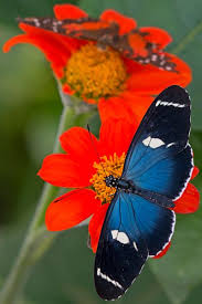 Pin On Butterflies