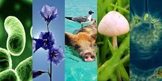 No final do século 18, carl von linné propôs uma. Classificacao Dos Seres Vivos De Whittaker 5 Reinos Maestrovirtuale Com