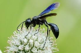 Image result for Scleria hispidula