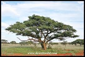 Image result for Acacia erioloba