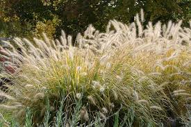 Make sure not to let the soil dry out completely! Pennisetum Alopecuroides Fountain Grass