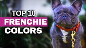 Nov 09, 2019 · french bulldog coat colors. Top Ten French Bulldog Color Trends 2020 Youtube