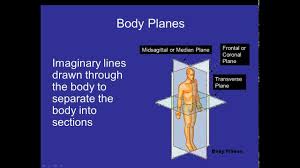 Nov 25, 2020 · body planes are hypothetical geometric planes that divide the human body into sections. Body Planes Directions And Cavities Video Youtube