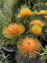 Image result for Protea micans