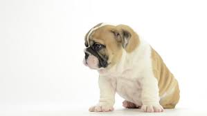 Search by desired gender, age, and more at puppyspot.com. English Bulldog Puppy Stock Footage Video 100 Royalty Free 8863081 Shutterstock
