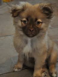 Shih Tzu Chihuahua Mix Black And Brown My Puppy Oliver Pomeranian Shih Tzu Mix Cute Cats And Dogs Animals Friends Designer Dogs