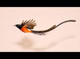 Murai batu ekor panjang tembakan mewahburung murai batu ekor panjang,burung murai batu ekor panjang gacorburung murai batu ekor panjang,burung murai batu eko. Seperti Ini Ekor Panjang Sang Murai Batu Jantan Super Youtube