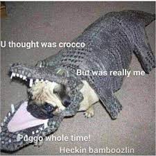 Random Meme Dump Of Stuff On My Phone No Really I Haven T An Idea What I Put In Here Pugs Funny Dog Halloween Costumes Funny Halloween Animals