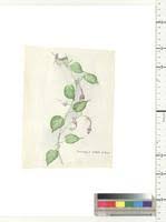 Image result for Belonophora coffeoides