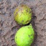 Image result for Ficus laurifolia