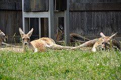 Free Columbus Zoo And Aquarium Coupons Best Free Stuff Guide Columbus Zoo Zoo Coupons Columbus Ohio Zoo