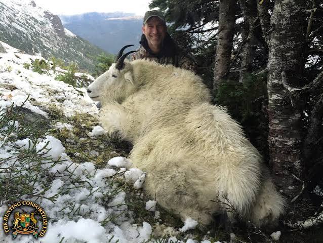 American Mountain Goat Hunting | Hunting Consultants & Hunt Brokers