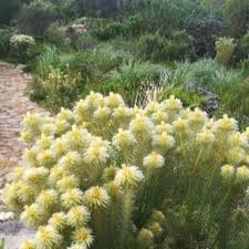 Image result for Phylica