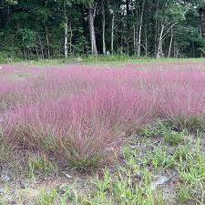 Image result for Eragrostis exasperata
