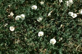 Image result for Convolvulus farinosus