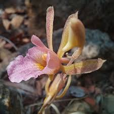 Image result for Eulophia acutilabra
