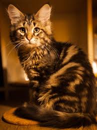 Gesucht hier klicken um foto einzufügen rasse: Sibirische Katze Wikipedia
