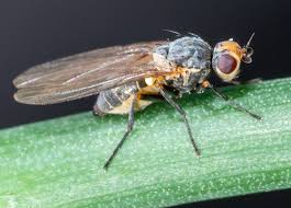 Image result for phytomyza gymnostoma