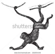 Spider Monkey Clip Art Spider Monkey Monkey Illustration Monkey Tattoos