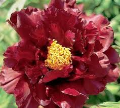 Ordering Tree Peonies My Invitation To Abundant Pleasure Peony Farm Peonies Tree Peony
